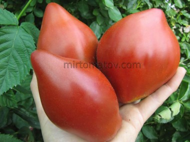 Огненный гребень Шоколадный Свеча (Cresta di Fuoco choco)