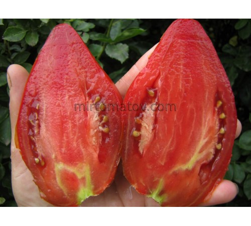 Огненный гребень Шоколадный Свеча (Cresta di Fuoco choco)