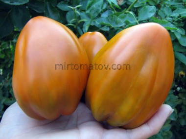 Огненный гребень охра (Cresta di Fuoko ochre)