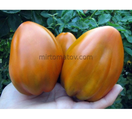 Огненный гребень охра (Cresta di Fuoko ochre)