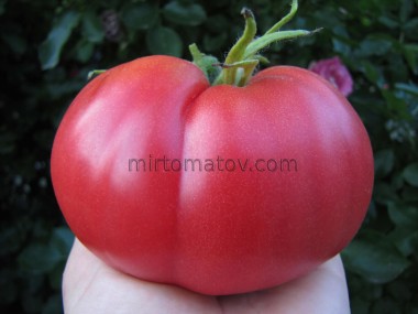 Одеський Рожевий