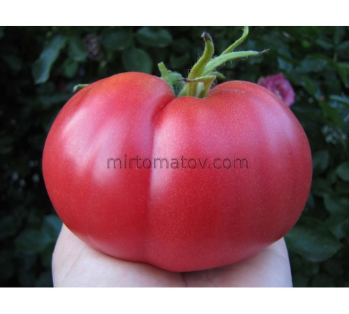 Одеський Рожевий