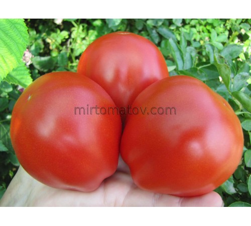 Озеро Маджоре (Lago Maggiore)