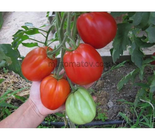 Озеро Маджоре (Lago Maggiore)