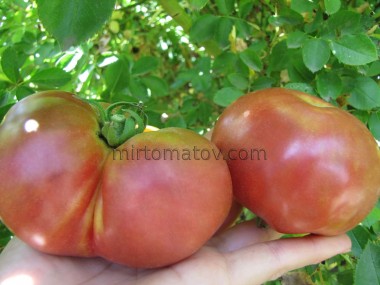 Озеро Світязь