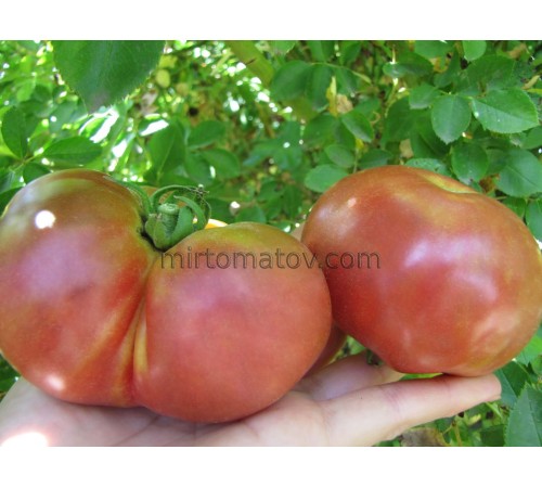 Озеро Світязь