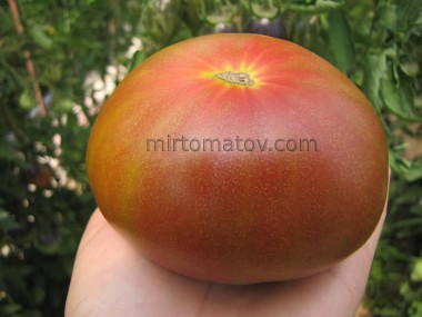 Velvet Podillia (Velvet Podillia)