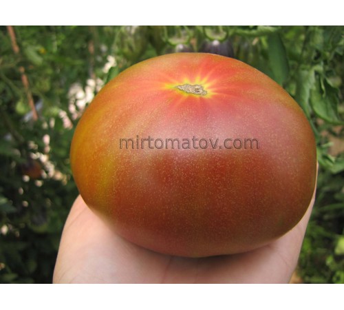 Оксамитове поділля (Velvet Podillia, Бархатное Подолье)