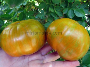 Помаранчевий Габбан (Orange Ghabbana)