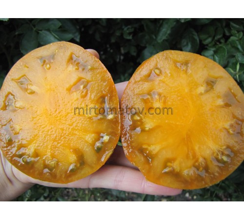 Помаранчевий Габбан (Orange Ghabbana)