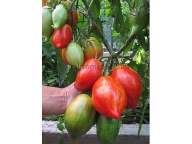 Перо Жар-птиці