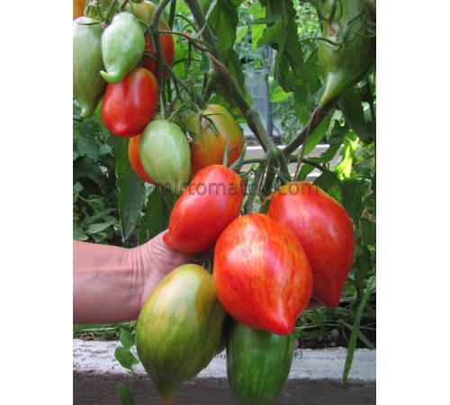 Перо Жар-птиці