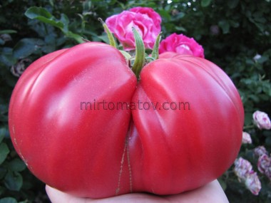 Подарунок Щербиніним