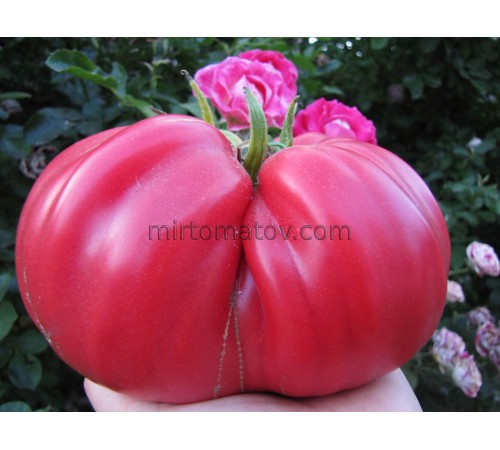 Подарунок Щербиніним