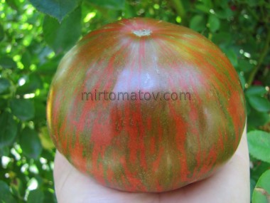 Струси хворобу (Shake the Disease)