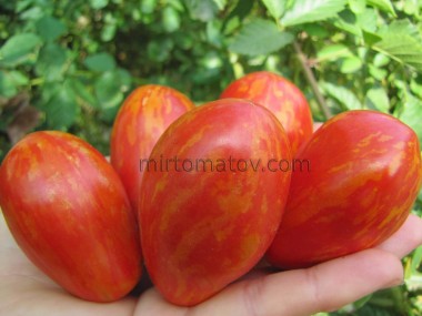 Смугаста груша