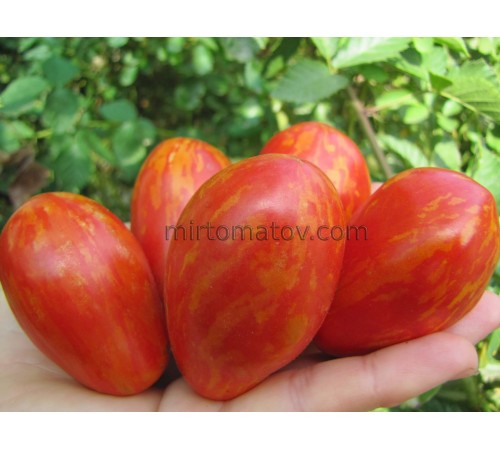 Смугаста груша