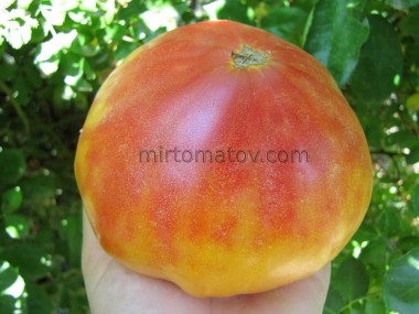 Смугастий Єви Аміш (Eva's Amish Stripe)