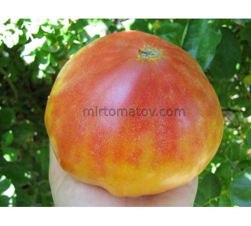 Смугастий Єви Аміш (Eva's Amish Stripe)