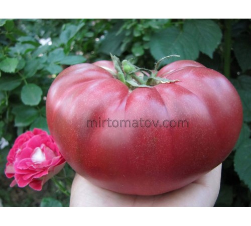 Полярна зірка (Polaris)