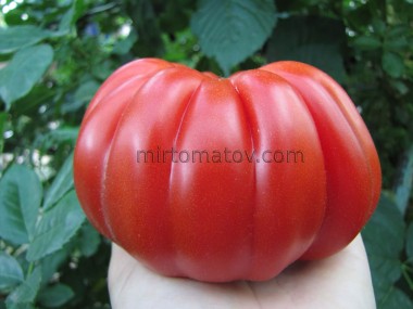 Помідор дідуся Еупіліо (Pomodoro del Nonno di Eupilio)