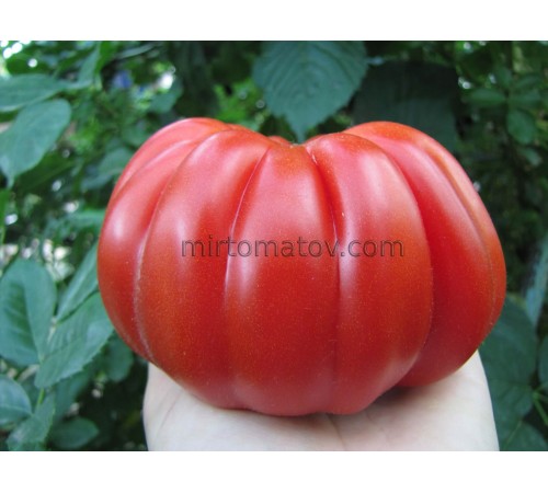 Помідор дідуся Еупіліо (Pomodoro del Nonno di Eupilio)