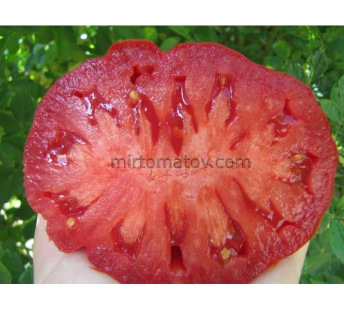 Помідор дідуся Еупіліо (Pomodoro del Nonno di Eupilio)