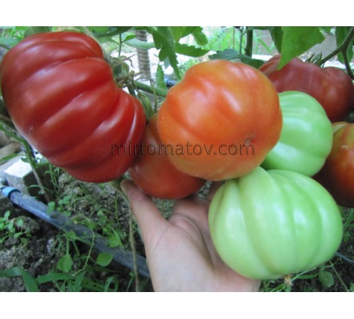 Помідор дідуся Еупіліо (Pomodoro del Nonno di Eupilio)