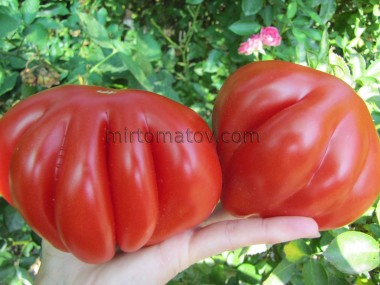 Помідори тітки Грети (Rosii Grete Tanti)