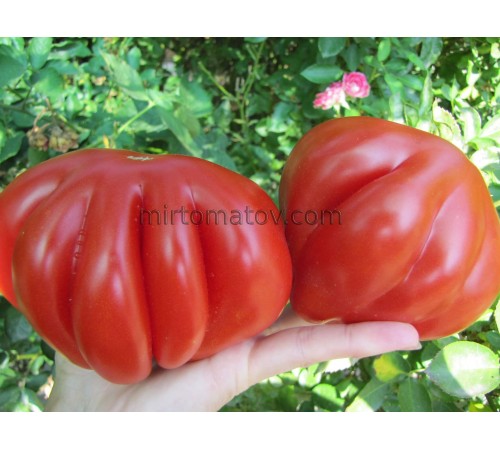 Помідори тітки Грети (Rosii Grete Tanti)