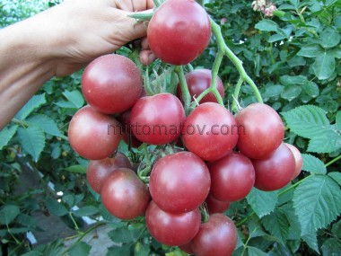 Поцілунок піднебіння (Kiss The Sky)