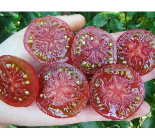 Поцілунок піднебіння (Kiss The Sky)