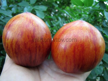 Принцеса готики