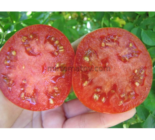 Принцеса готики