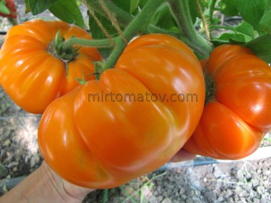 Пухкі Тісмана Жовті (Dolofane de Tismana galben)