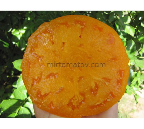 Пухкі Тісмана Жовті (Dolofane de Tismana galben)