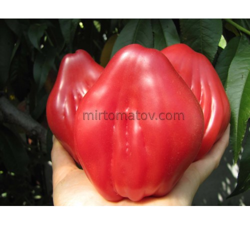 Палаючий (Fiammante)