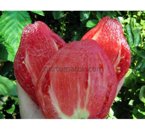 Палаючий (Fiammante)