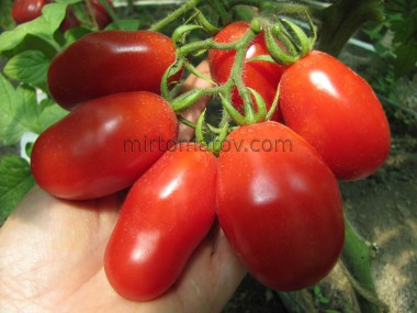 Ре Умберто (Re Umberto)