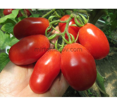 Ре Умберто (Re Umberto)