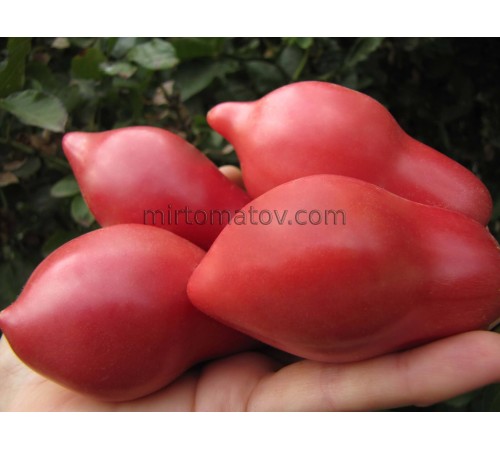 Рожева булава (Pink Mace)