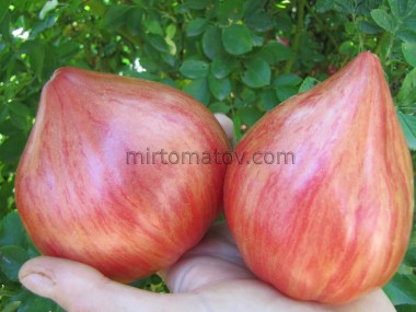 Рожеве серце Песака смугасте (Coeur Rose de Pessac Stripe)