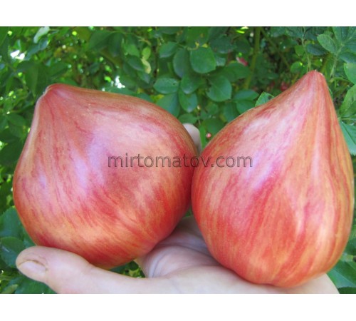 Рожеве серце Песака смугасте (Coeur Rose de Pessac Stripe)