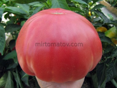 Рожевий Гігант Явена (Gigante Rosa di Giaveno)