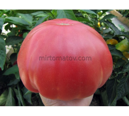 Рожевий Гігант Явена (Gigante Rosa di Giaveno)