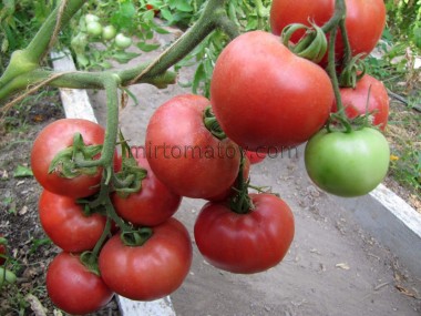 Рожевий Світанок