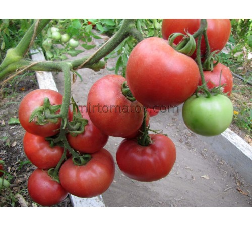 Рожевий Світанок