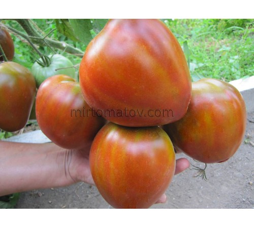 Рум'янець Ерокса (Erox blush)