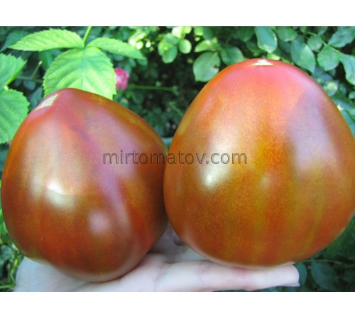 Рум'янець Ерокса (Erox blush)