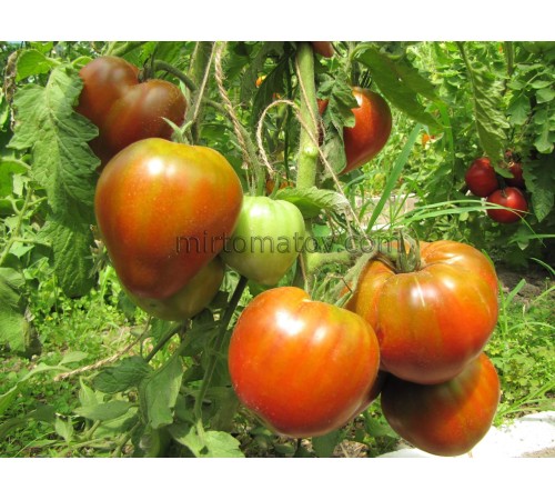 Рум'янець Ерокса (Erox blush)